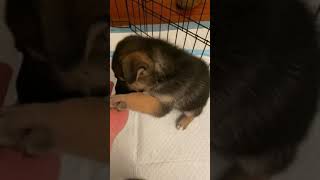 Video preview image #2 German Shepherd Dog-Siberian Husky Mix Puppy For Sale in LOS GATOS, CA, USA