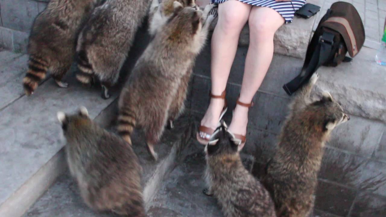 Raccoons Attack a girl trying to Steal a device during  photo shoot, cute animals