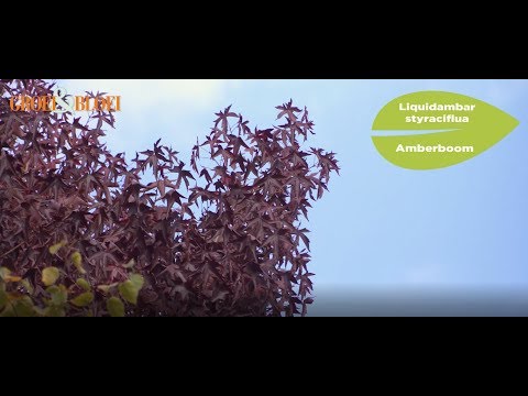 Where does that autumn colour come from?