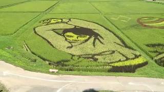 プロスケーター羽生結弦さんが水田に　角田市の恒例「田んぼアート」が見頃を迎える〈宮城〉 (26/08/24 17:47)
