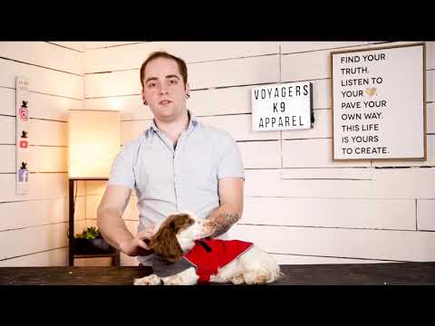 Stardust Gets a Warm Mini Dachshund Winter Coat