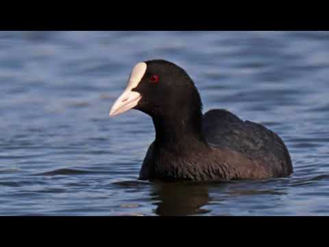 , title : 'Life circle of coot documentary of coot Kinds of coot history of coot my world   Made with Clipchamp'