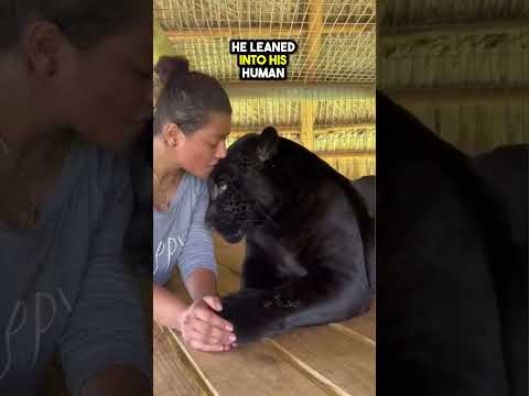 This Pet Jaguar gave its Owner Kisses❤️