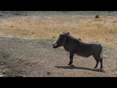 Djuma: Warthog male - 10:40 - 08/12/19