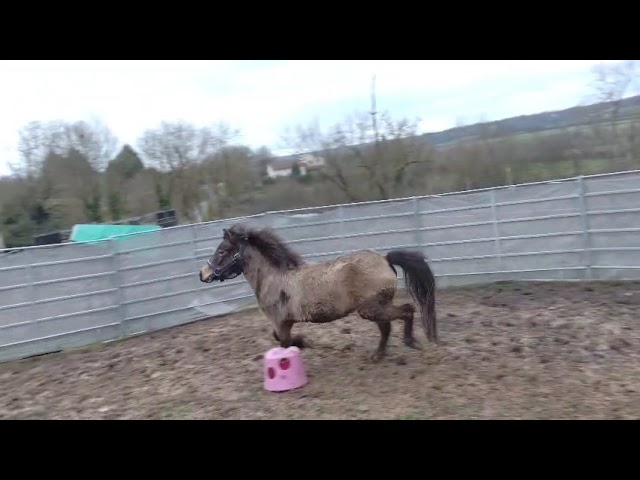 Merrie Franse rijpony PFS Te koop 2022 Isabel ,  RABOLIOT D'ARQUETAN