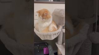 ハンモックでスコ座りする可愛いライト君です
