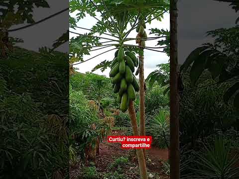 fazenda rio da Macena Licínio de Almeida BA Robert Silva #napegadadosertão