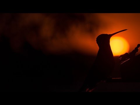 Ho'oponopono es Confiar en la Vida