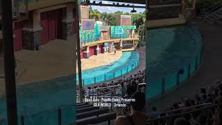 Sea Lions - Pacific Point Preserve - SEA WORLD - Orlando