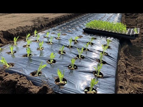 庭や温室でサラダグリーンの植栽を整理する方法