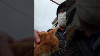 野良猫との戯れ90 #野良猫