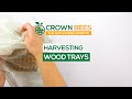 How to Harvest Mason Bee Cocoons From Wood Trays