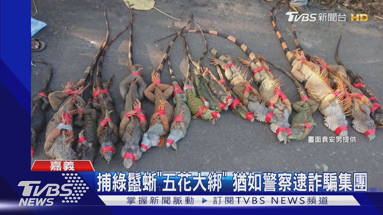 捕綠鬣蜥「五花大綁」 猶如警察逮詐騙集團