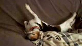 Buster the Beagle waking up happy, happy, happy