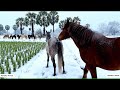 Winter Horse Mating Cinematic Palm Tree In Winter