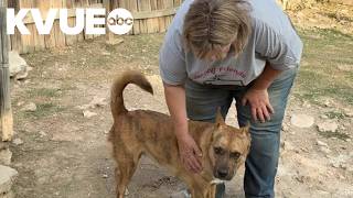 Red, White and You: For 30 years, a Lago Vista woman has given homeless pets a second chance