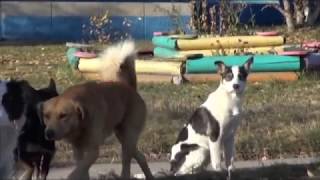 Новости короткой строкой