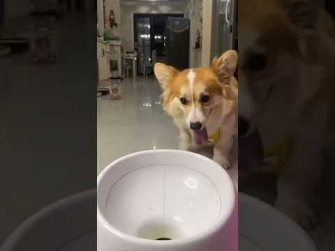 Cute Puppy lovely  Care #short #4378