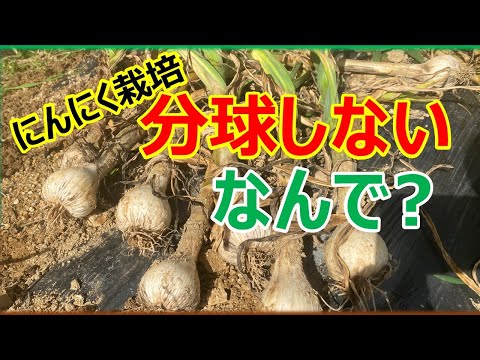 ニンニクの乾燥、ここに注意が必要です 植物