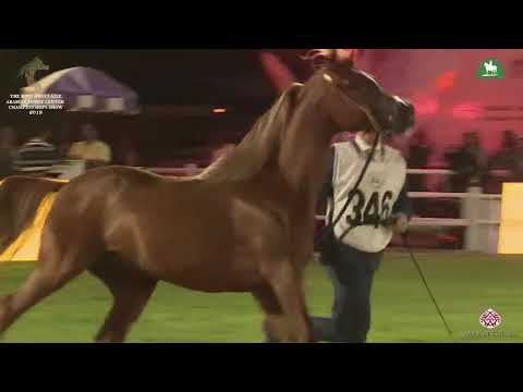 N 346 MINJED AL JANADRIYAH   KAAHC 2019   Stallions 7 9 Years Old Class 11A