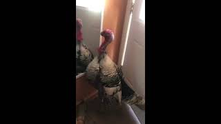 animale curcanul si oglinda