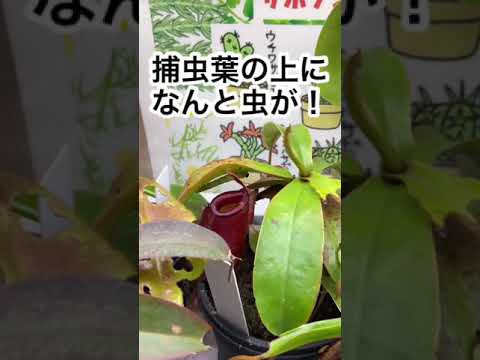 園芸 ラッフルズのウツボカズラ