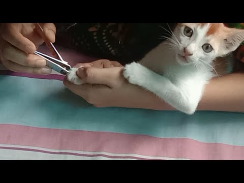 Puchi cat nail cutting video blog 21 - Ahnaf Tasin