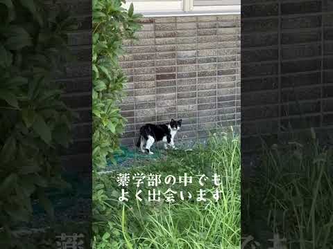 猫発見！（２）