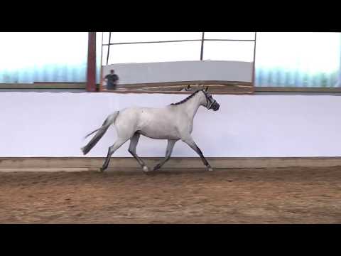 DEL JANNA 3j. Rotschimmelstute v. Del Piero - Kennedy WE