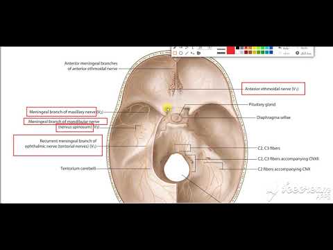 Dura matter nerve supply