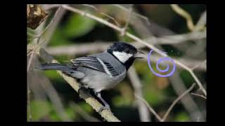 Download lagu Suara burung Glatik batu (jingjing teureup) mp3