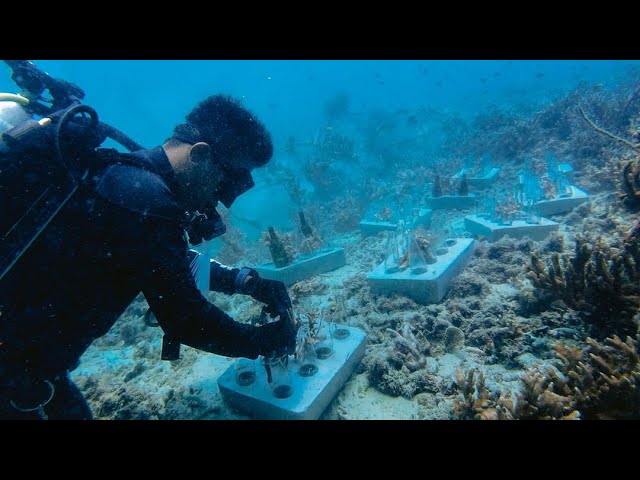 They've Seen the Reef Disappear. Now They're Fighting to Save It