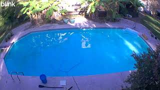 Cool view of the Pool 2025 09 13