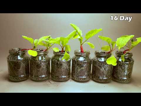 Growing radish in canning jars - time lapse 44 days - #greentimelapse #gtl #timelapse
