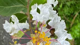 2025 8 13 紫薇 國立台灣大學