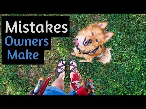 YouTube video about: How does fostering a dog work?