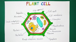 How to Draw a Plant Cell - Biology