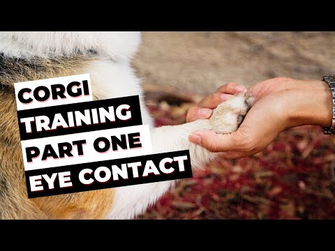 Corgi Training Guide Part 1 - Essential Tools & Eye Contact