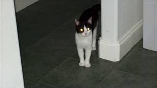 Electric Light Orchestra - Steppin&#39; Out (2012 live with Richard Tandy)