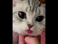 “请艾特全世界最可爱的女孩来看” kitten cute cat cutecat pets 誰能拒絕傻憨憨的小貓咪