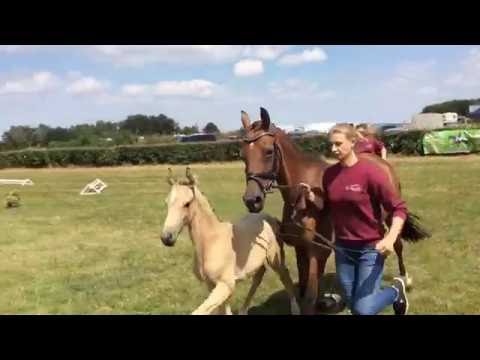 2016 geb. Dt. Reitponyhengstfohlen v. Hesselteich's Grimaldi x Lagos