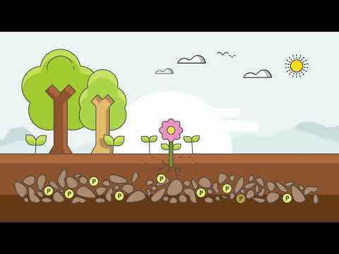 Projekt kbb: Was ist Phosphor?