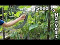 How to Grow Cucumbers, Complete Growing Guide