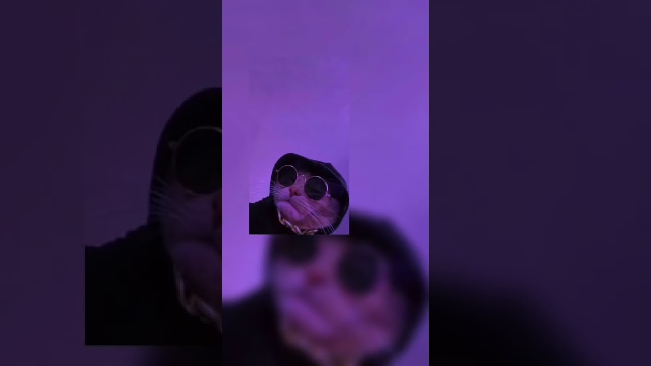 Cute Kittens Wallpaper HD/4k 3