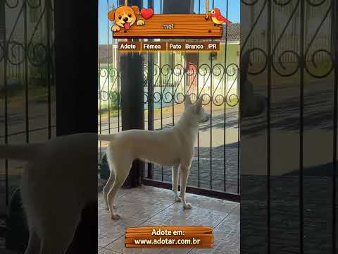 Vídeo de mel