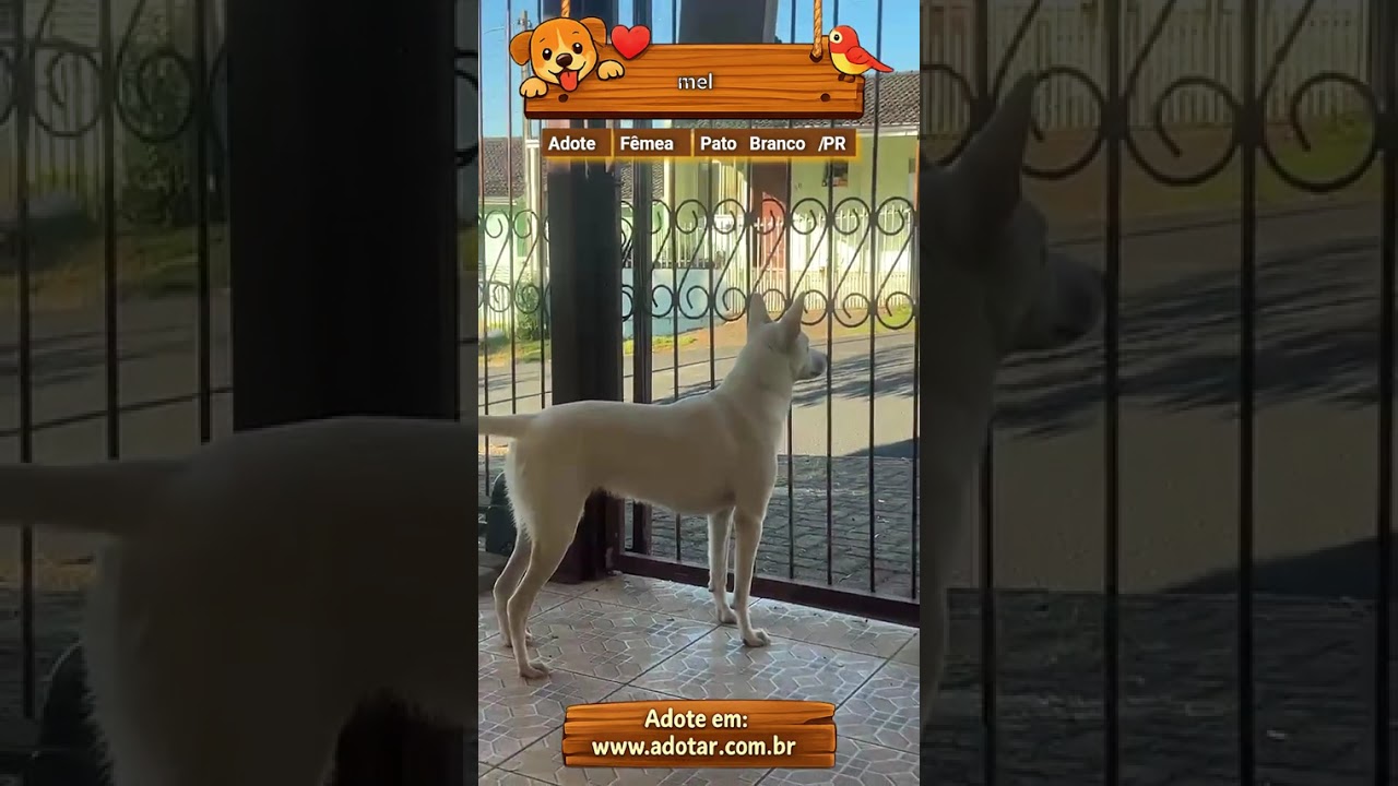 Cachorro raça SRD-ViraLata idade 1 ano nome mel