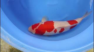 video van Kohaku 2404107