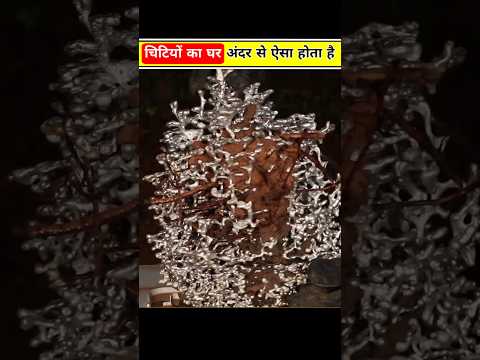 What does an ant house look like from the inside? 😱🤯 #shorts #facts