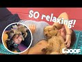Can You Do Yoga With A Dog What A Puppy Yoga Class Looks Like Cuteness Overload