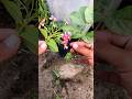 Growing Rangoon Creeper Or Jhumka Bail With Alo Vera Shorts Youtubeshorts
